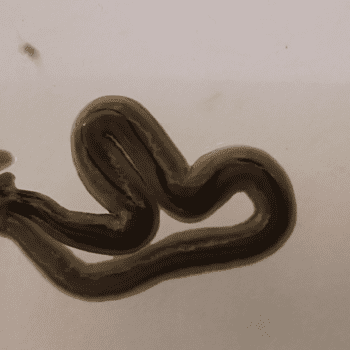Daily Dive # 063 | The Spread of Invasive Hammerhead Worms